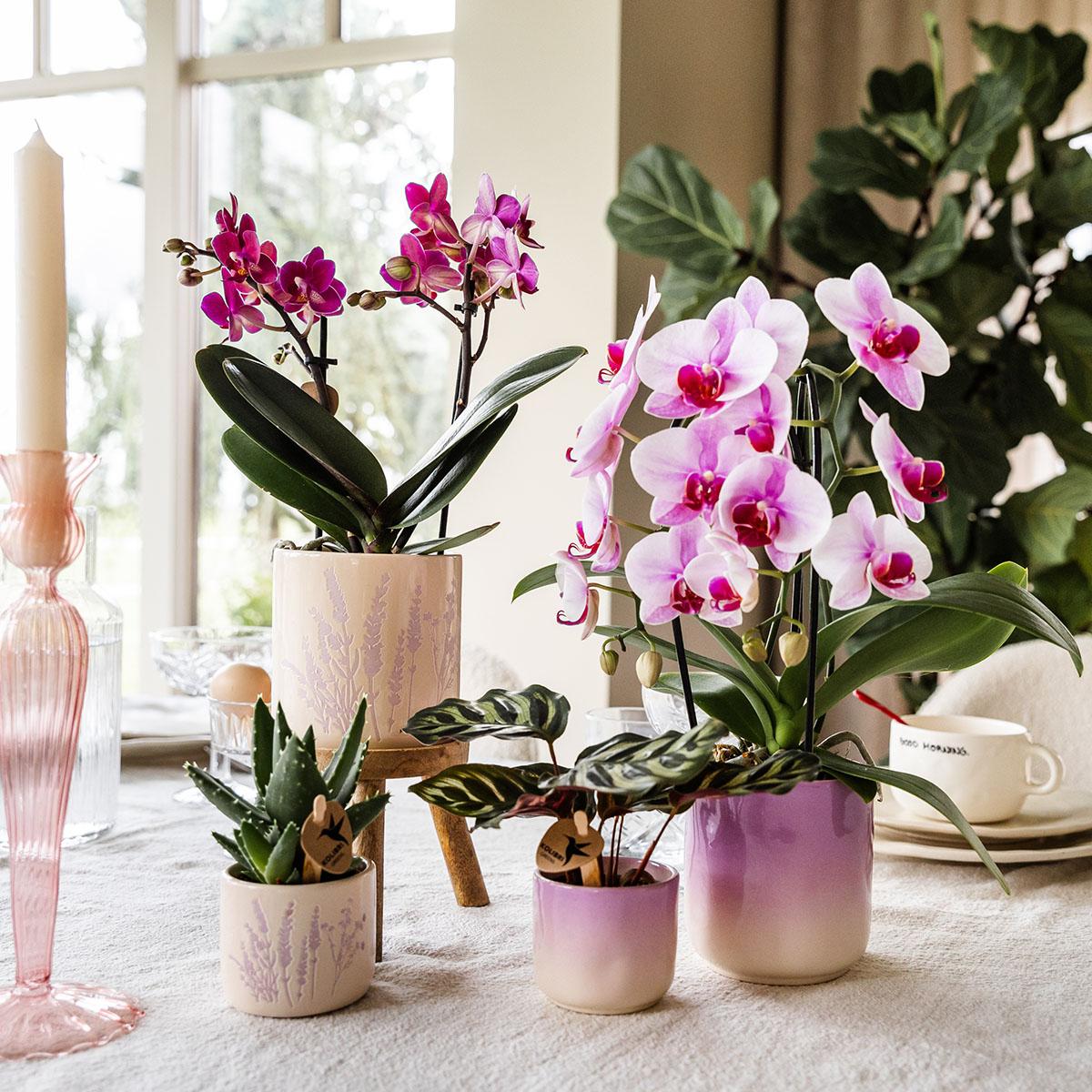 Kolibri Home | Floral bloempot - Lavendel - 6cm