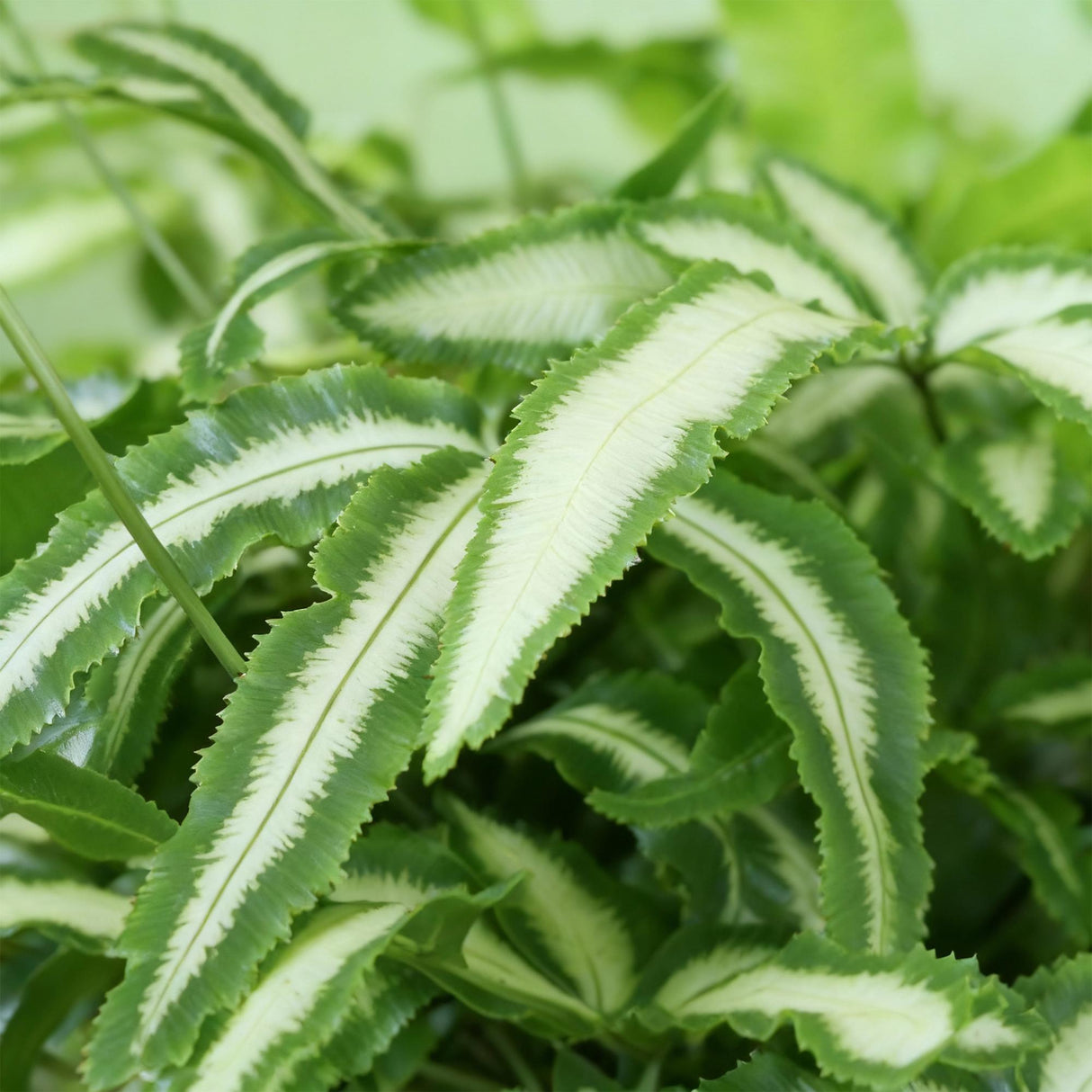 Pteris cretica Albolineata - Lintvaren - Huisdiervriendelijke Plant - Groen - 2 Planten - met Potter Grijs - Pot 12cm - Hoogte 20cm