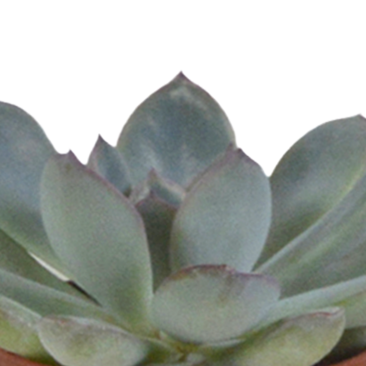 Vetplanten mix 5.5 cm - 5x - in witte pot