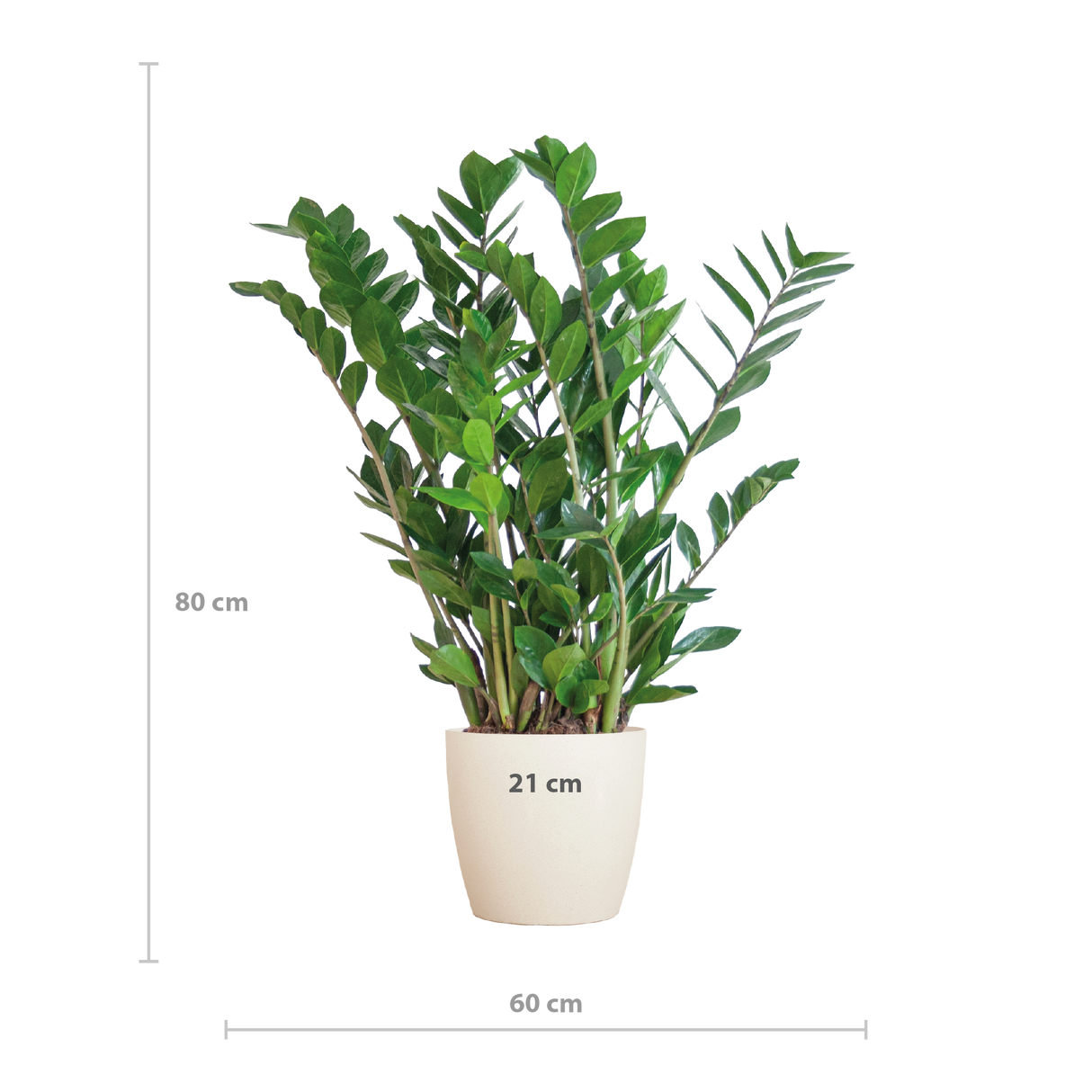 Zamioculcas Zamiifolia met Viber wit - 80cm - Ø21