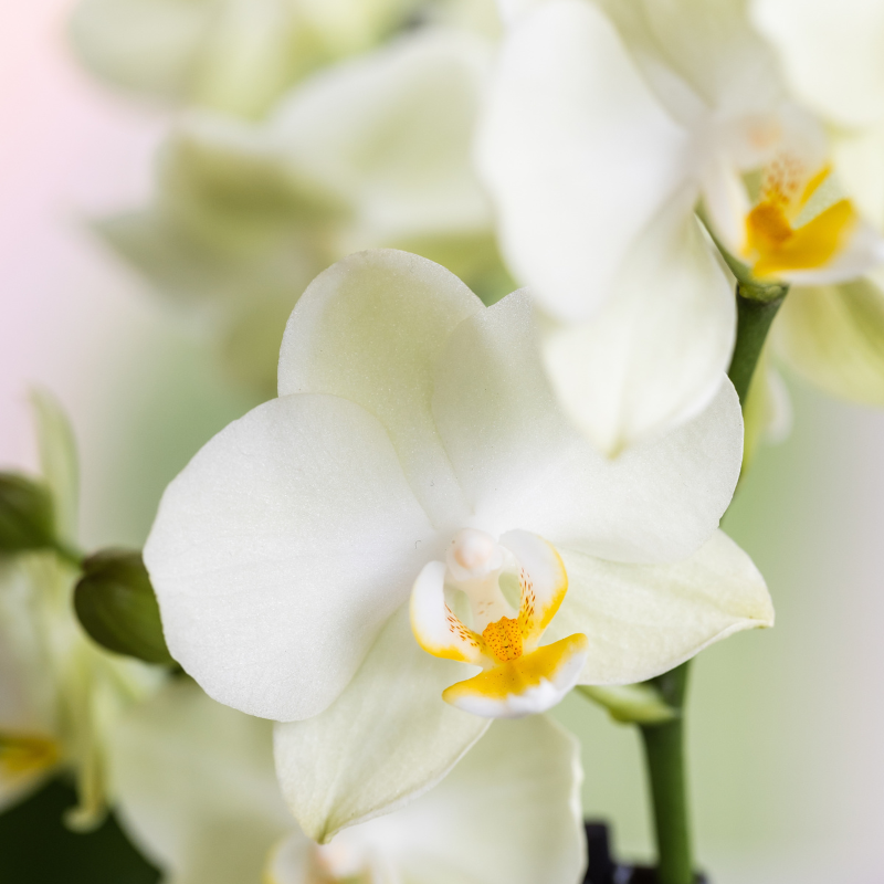 Witte orchideeënset in Diabolo Twin sierpot | 2 x witte Lausanne orchideeën Ø9cm