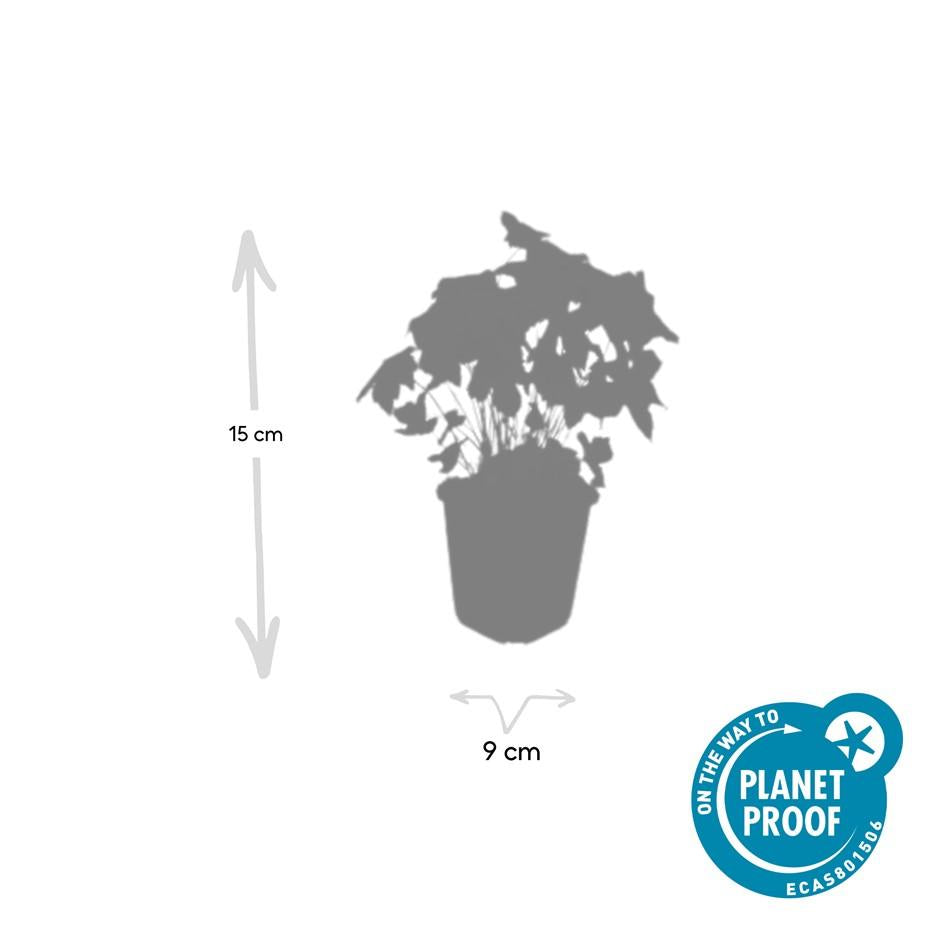 40x Geranium nodosum - ↕10-25cm - Ø9cm