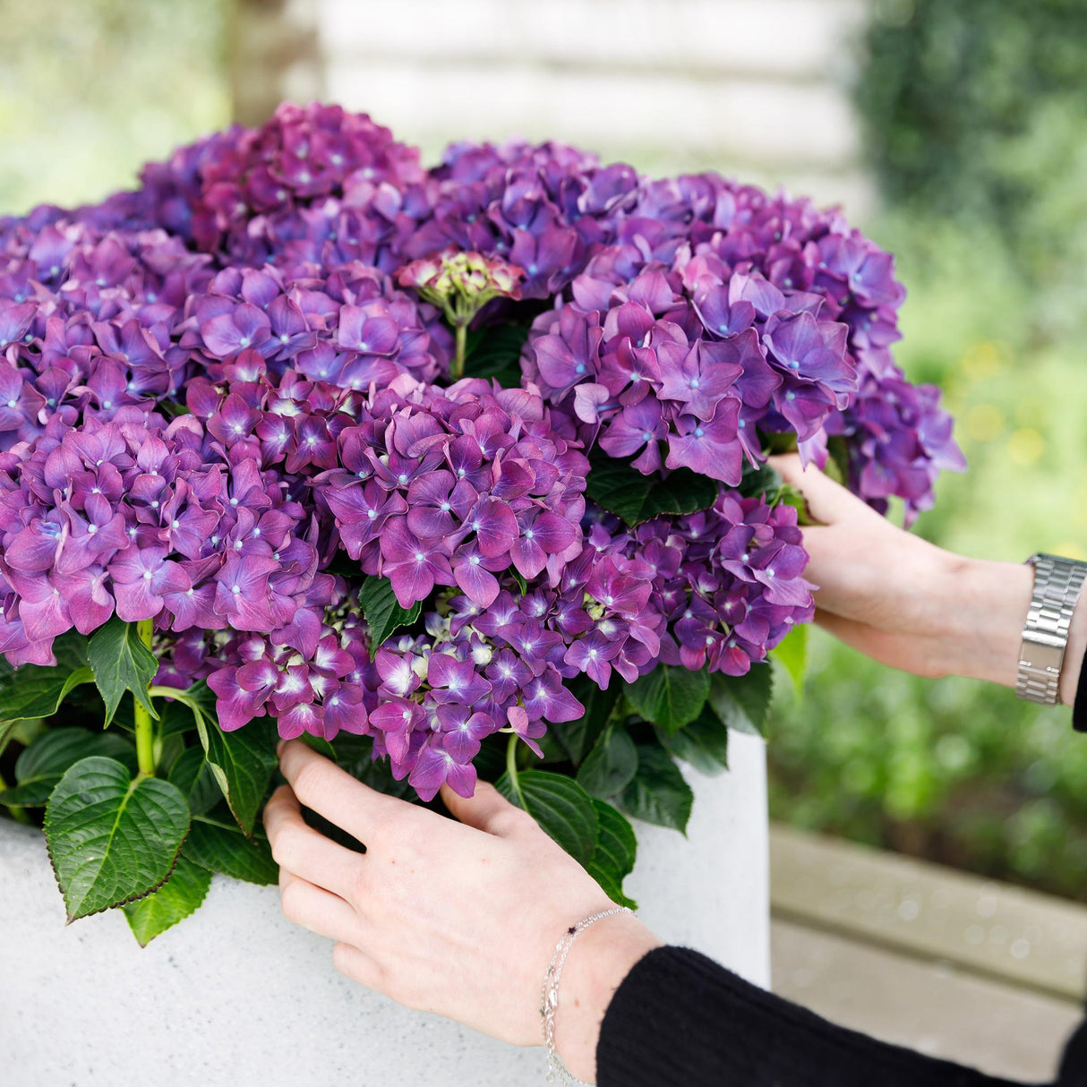 Green boutiQ - Terrasplant - Hortensia - Hydrangea Forever & Ever - Paars - 7-12 Bloemen - 2 Planten - Pot 23cm Hoogte 55cm