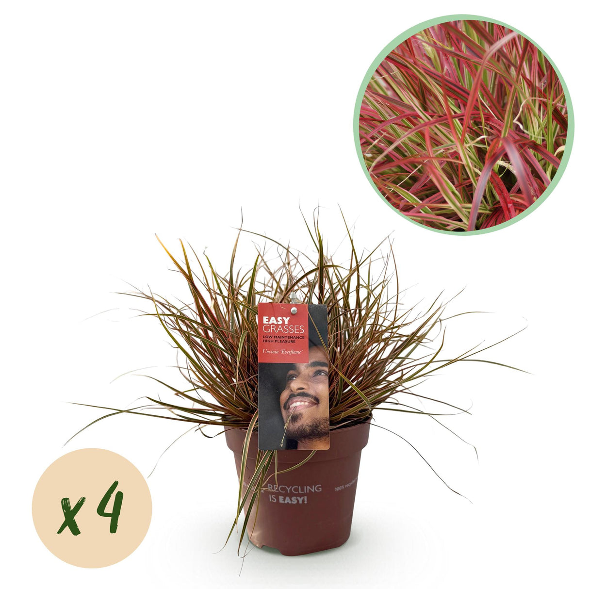 Siergrassen - Uncinia rubra Everflame - Rood - 4 Planten - Bladhoudend - Weinig Onderhoud - Pot 17cm Hoogte 50cm