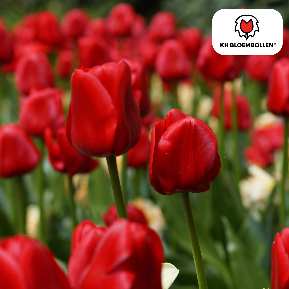Bulbes de tulipes Seadov – 20 pièces | KH Bloembollen® | Tulipe rouge foncé – Puissante, Classique & Intemporelle – Pour jardin ou pot – Taille 11/12 – Frais du producteur