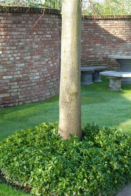 24x Pachysandra terminalis - ↕10-25cm - Ø9cm