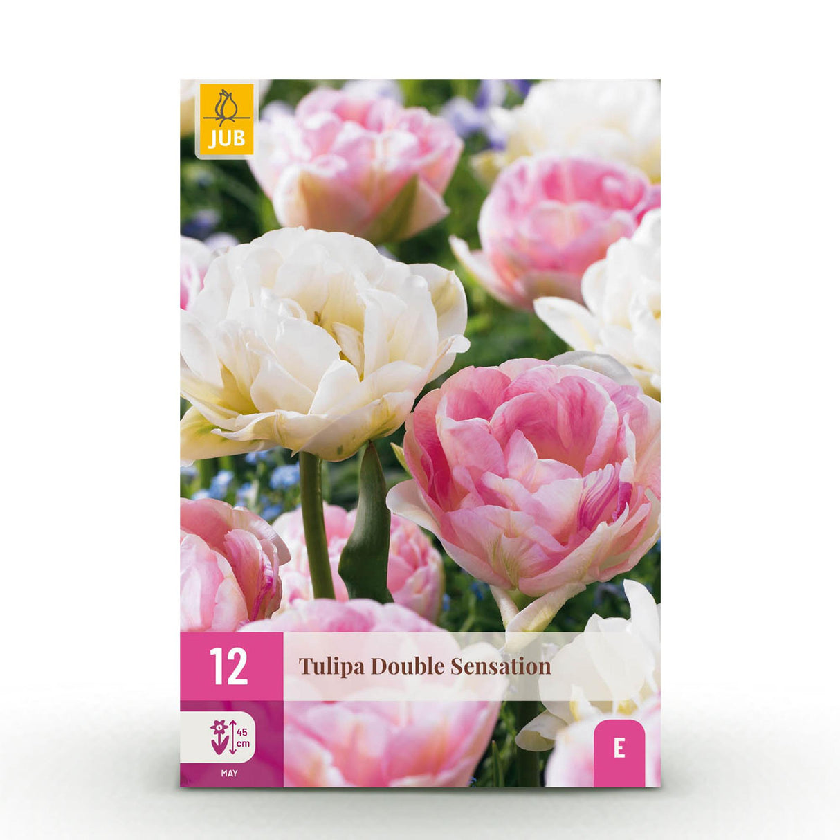 Green boutiQ - Bloembollen - Tulp Double Sensation - Kleur Wit en Roze - 12 stuks - Bolmaat 11/12 - XXL Pack