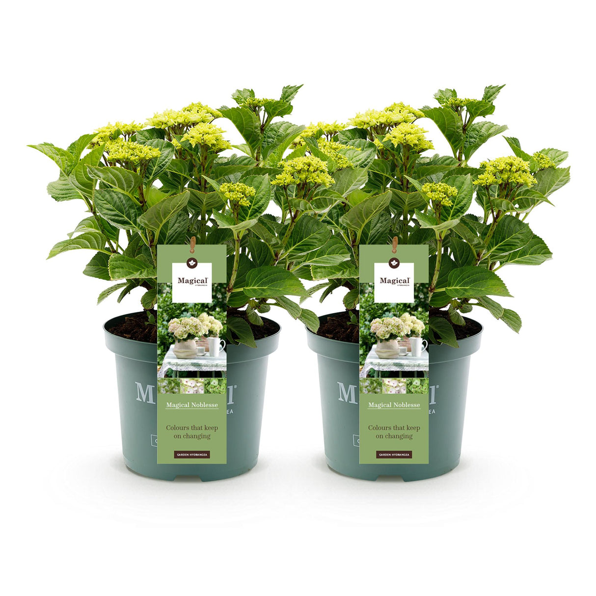 Green boutiQ - Terrasplant - Hortensia - Hydrangea Magical Nobless - Wit - 6-10 Bloemen - 2 Planten - Pot 23cm Hoogte 55cm