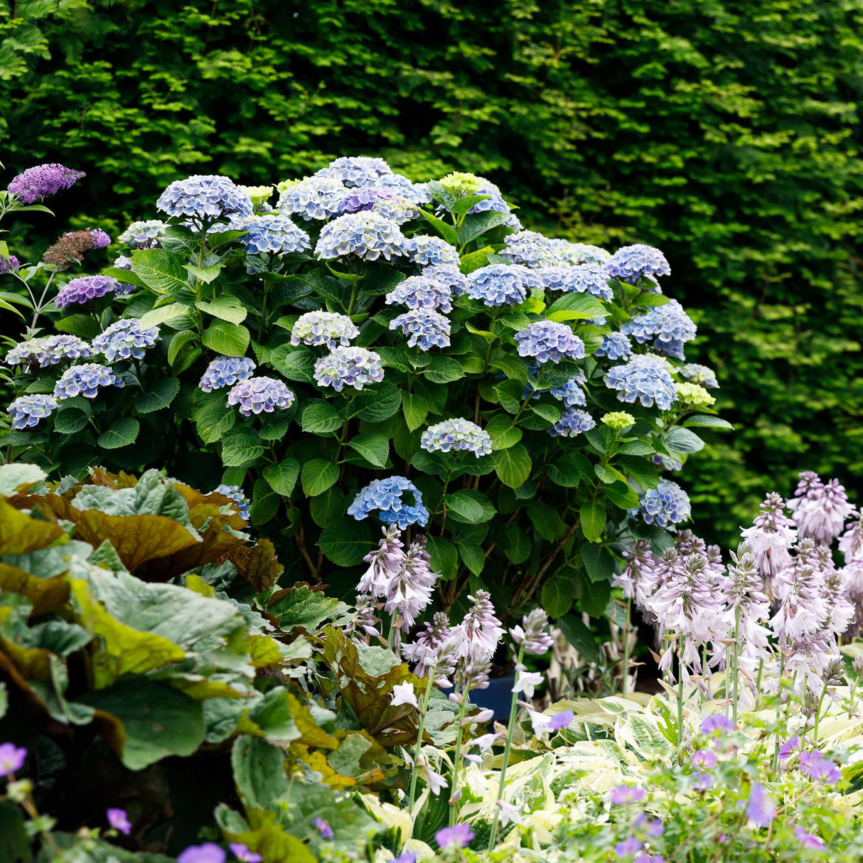Green boutiQ - Terrasplant - Hortensia - Hydrangea Magical Revolution Blue - Blauw - 6-10 Bloemen - 2 Planten - Pot 23cm Hoogte 55cm