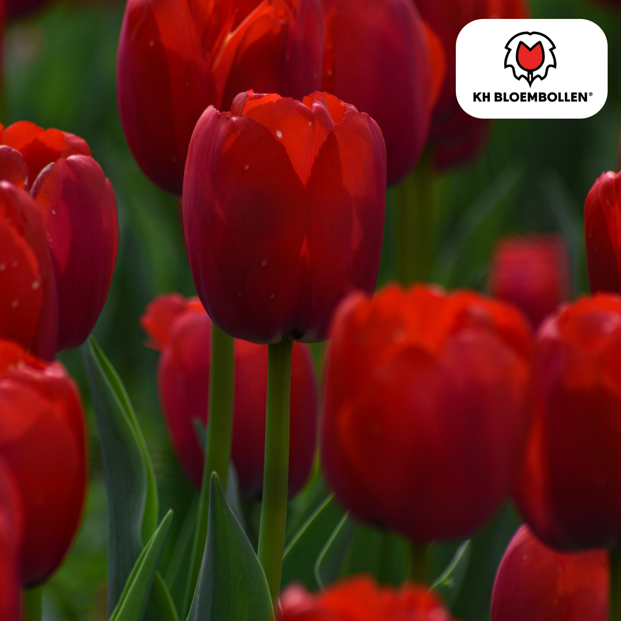 Tulpenbollen Ile de France – 20 Stuks | KH Bloembollen® | Dieprode Tulp – Klassiek, Krachtig & Elegant – Voor Tuin of Pot – Maat 11/12 – Vers van de Teler