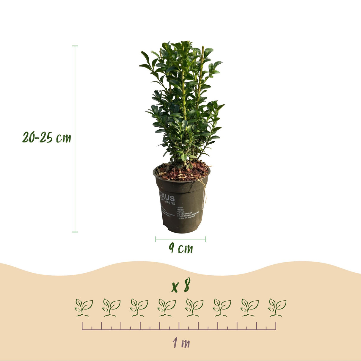 Green boutiQ - Haagplanten - Buxus sempervirens - blad groen - 8 planten - 1 strekkende meter - groenblijvend - pot 9cm hoogte 20-25cm