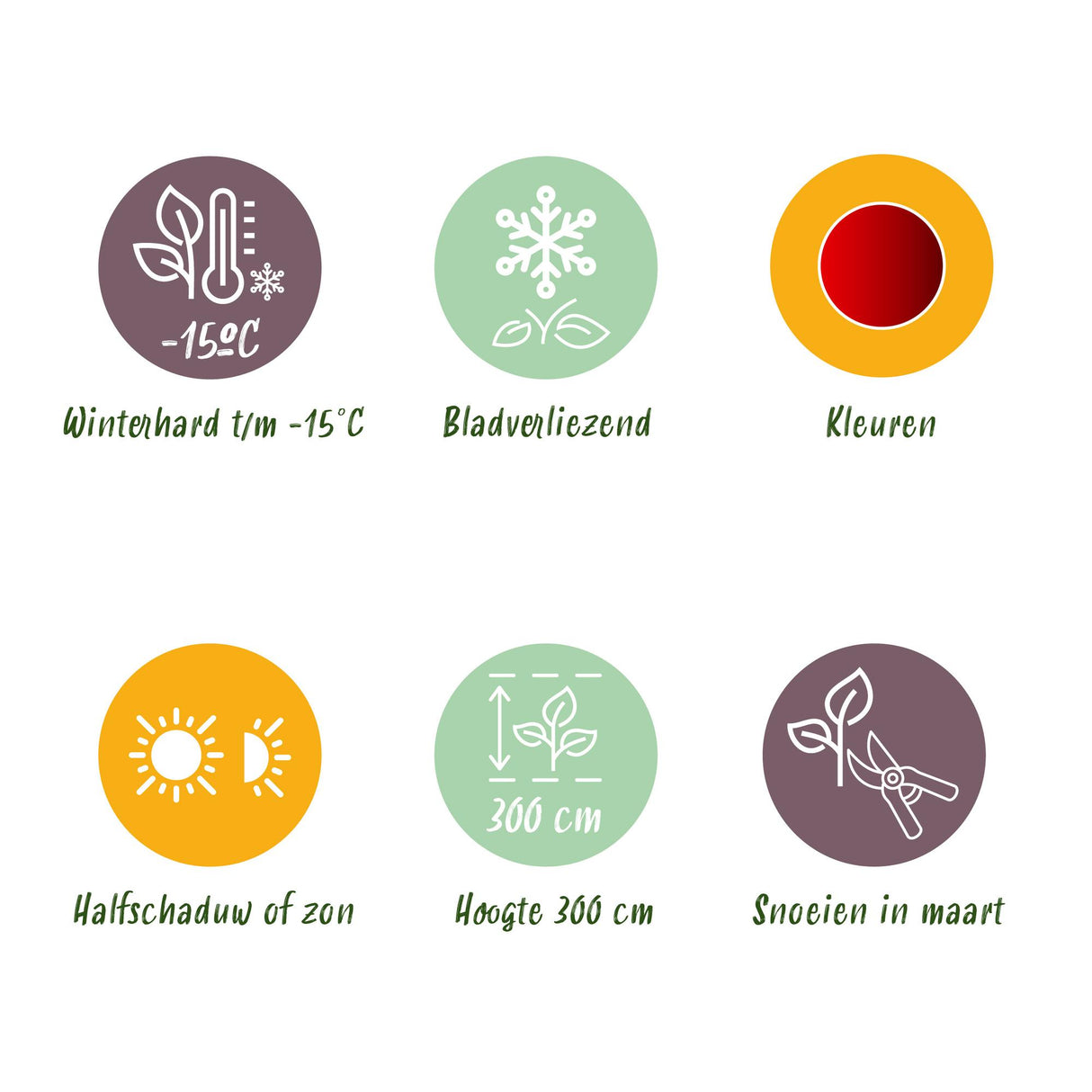 Green boutiQ - Terrasplant - Japanse Esdoorn - Acer palmatum Sumi-nagashi - Rood - 2 Planten - Bladverliezend - Pot 19cm Hoogte 70cm