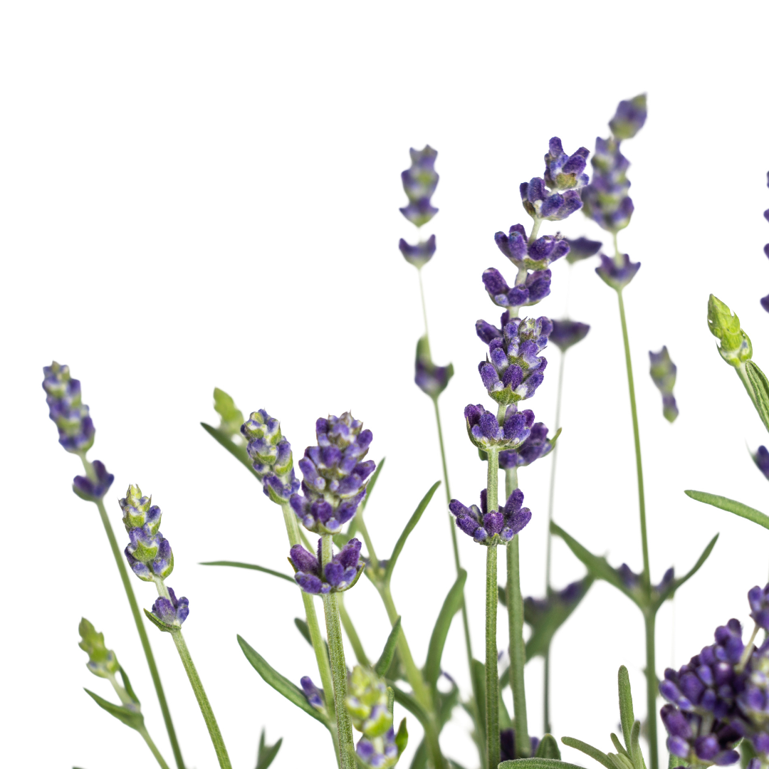 8x Lavandula Angustifolia Ø13cm - ↕30cm - Ø40cm