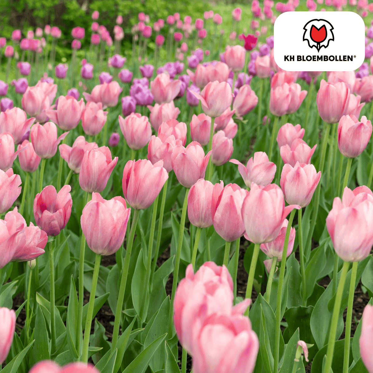 Bulbes de tulipes Apricot Delight – 20 pièces | KH Bloembollen® | Tulipe rose abricot – Douce & fraîche – Cadeau pour jardin ou pot – Taille 11/12 – Frais du producteur !