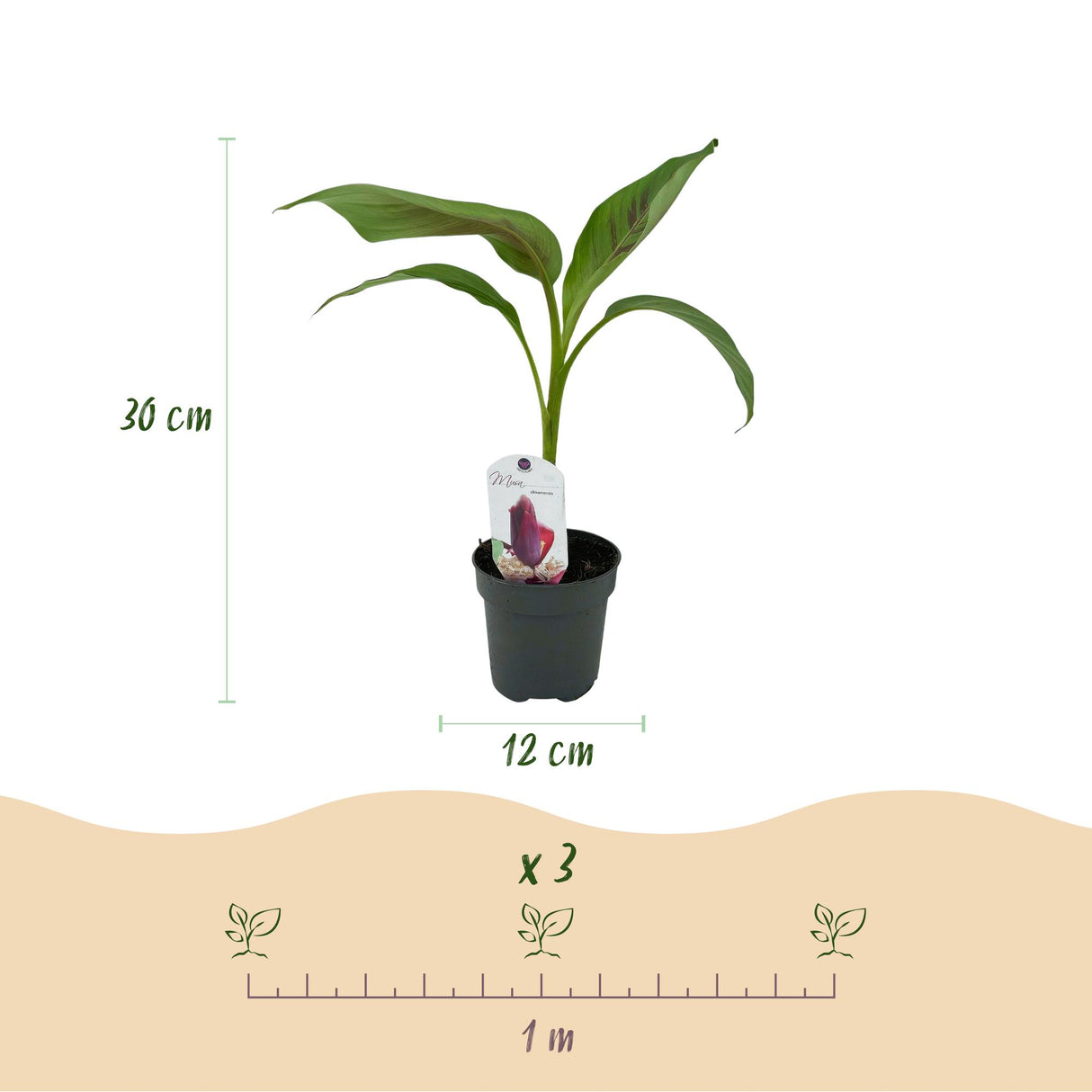 Green boutiQ - Obstpflanze - Bananenpflanze - Musa sikkemensis Red Tiger - Winterhart - 6 Pflanzen - Topf 12cm Höhe 30cm
