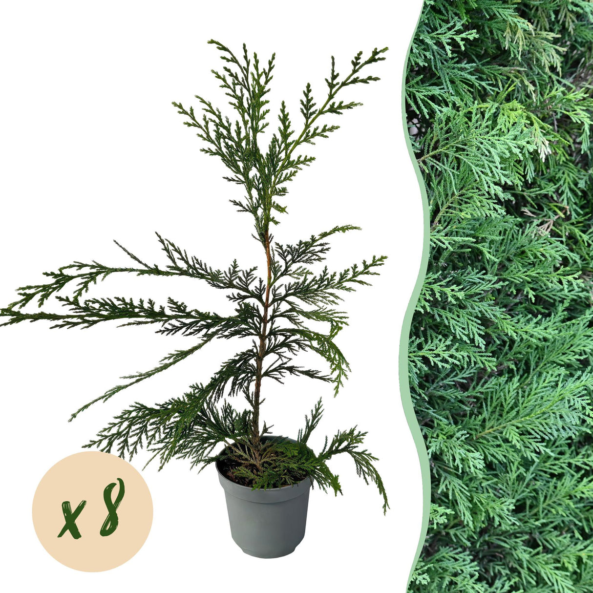 Green boutiQ - Haagplanten - Cupressocyparis leylandii - blad groen - 8 planten - 1 strekkende meter - groenblijvend - pot 9cm hoogte 35-40cm