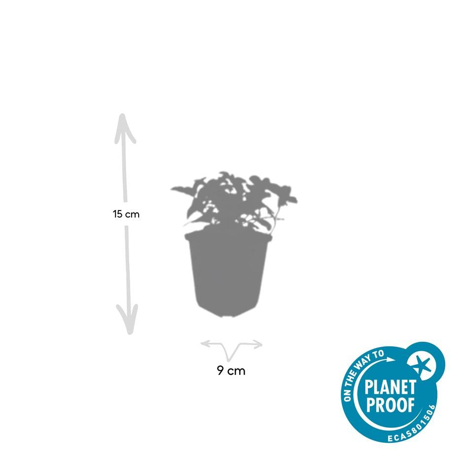 48x Cornus canadensis - ↕10-25cm - Ø9cm