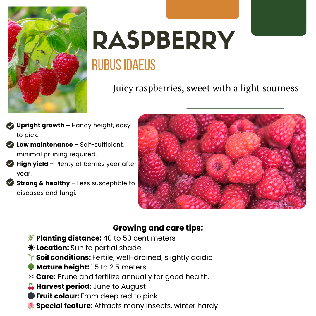 "Zomervruchten" BIO Fruitplanten mix set van 4 verschillende soorten