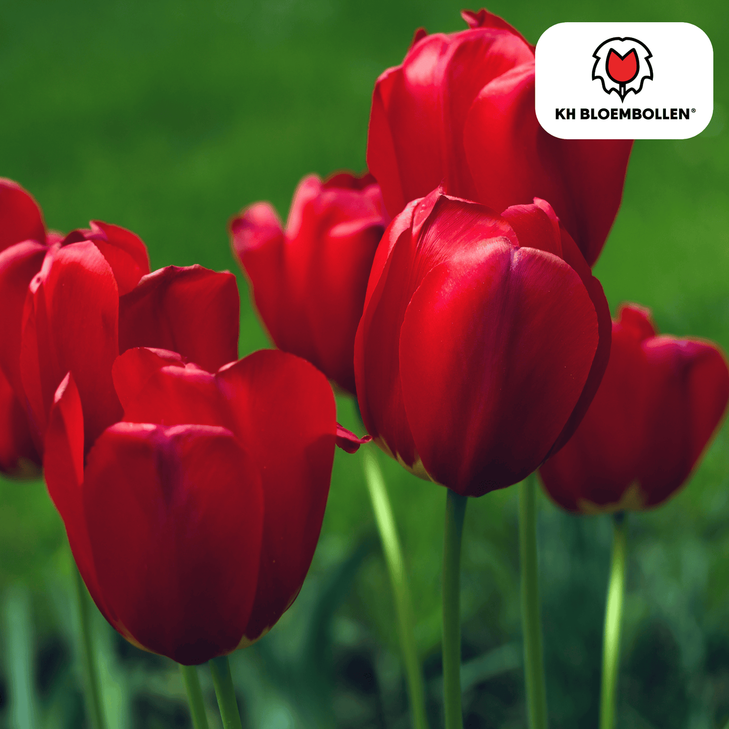 Tulpenbollen Seadov – 20 Stuks | KH Bloembollen® | Dieprode Tulp – Krachtig, Klassiek & Tijdloos – Voor Tuin of Pot – Maat 11/12 – Vers van de Teler