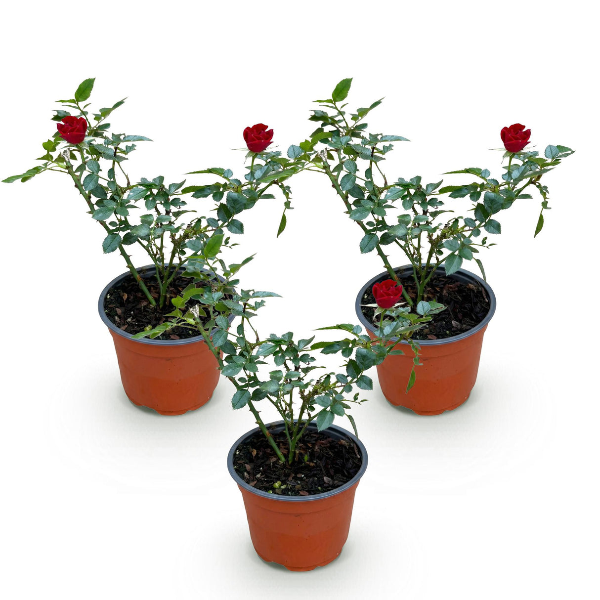Green boutiQ - Tuin Roos - Rosa Rote The Fairy - Roos - Winterhard - Rood - 3 Planten - Pot 12cm - Hoogte Hoogte 20-25cm