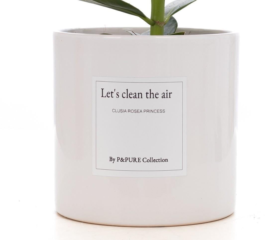 Clusia Rosea Cadeau "Purifions l'air" AVEC CARTE DE VŒUX ! - Ø12cm - ↕30cm