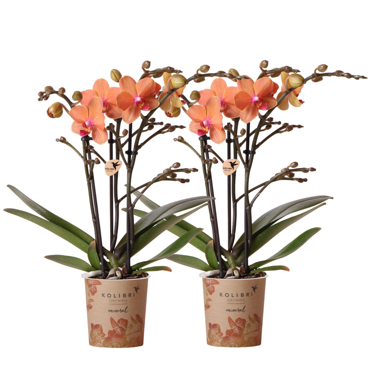 Kolibri Orchids | COMBI DEAL van 2 oranje Phalaenopsis orchideeën - Bolzano - potmaat Ø9cm bloeiende kamerplant - vers van de kweker