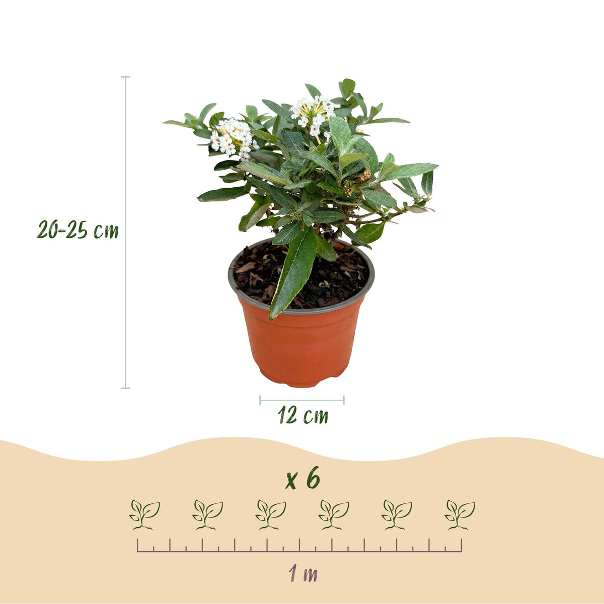 Green boutiQ - Tuinplant - Buddleja davidii Butterfly Candy Little White - Vlinderstruik - Compact - Wit - 3 Planten - Pot 12cm - Hoogte 20-25cm