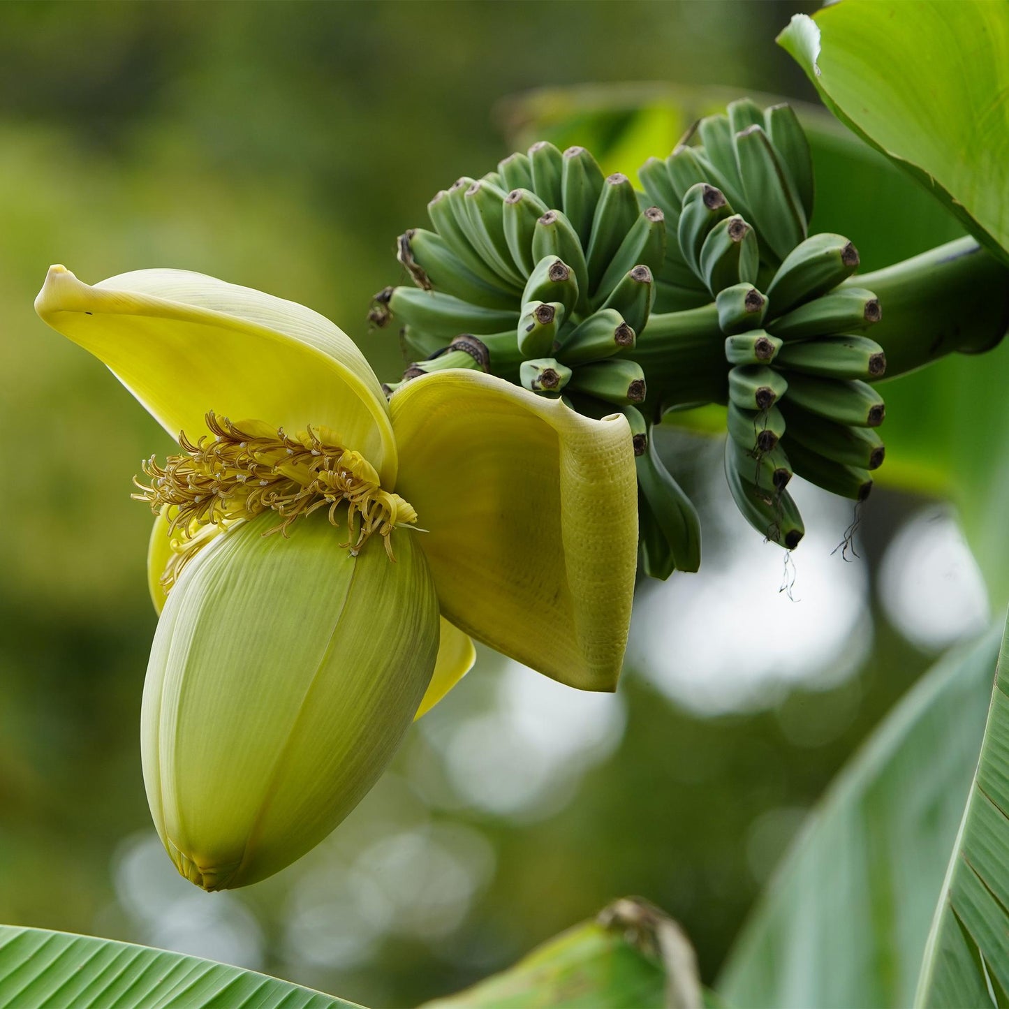 Green boutiQ - Fruitplant - Bananen plant - Musa Basjoo - Winterhard - 2 planten - Pot 17cm Hoogte 40cm