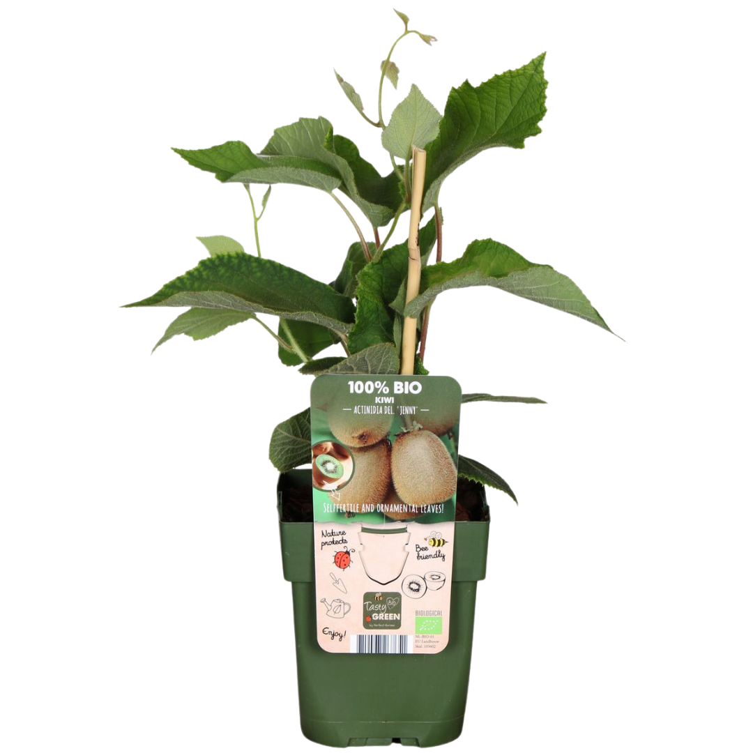 3 x Biologische kiwiplanten - ↕20 cm - Ø 13 cm