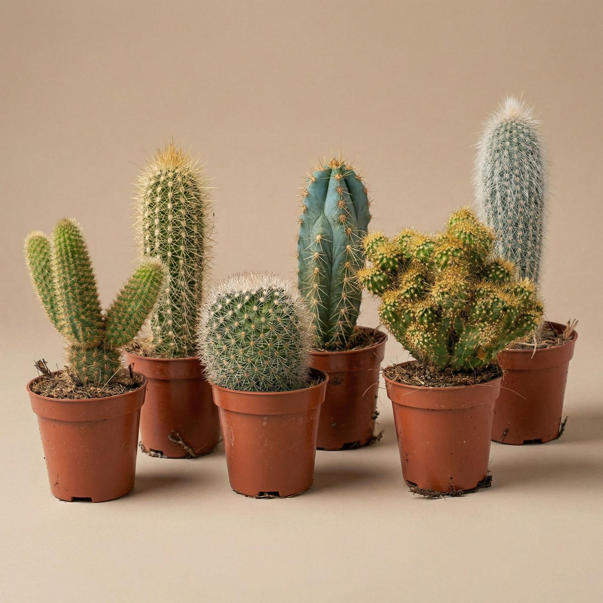 Succulenten Set van 6 in Keramische Mini Potjes Barcelona - ↑ 8–12 cm