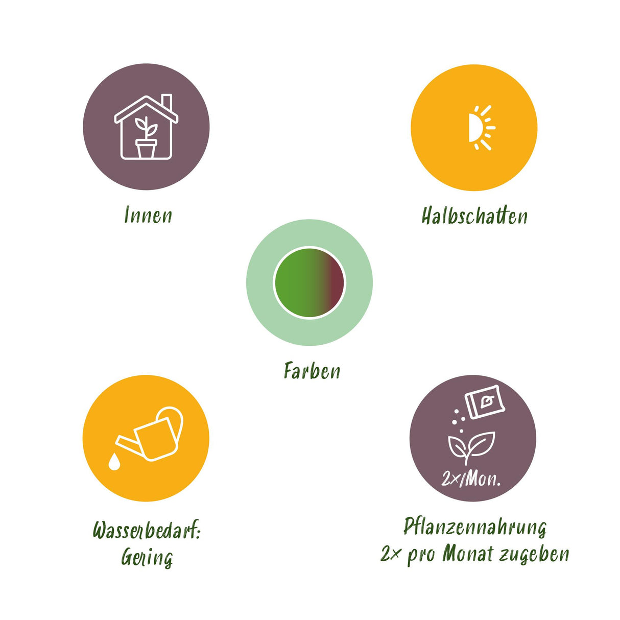 Dracaena Marginata Bicolor - Drakenbloedboom - Weinig onderhoud - Groen - 1 Plant - met Potter Wit - Pot 21cm - Hoogte 90-100cm