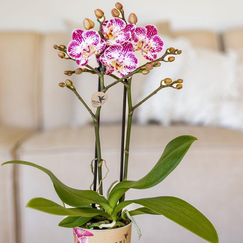 Kolibri Orchids | Orchidée phalaenopsis rose violet pot Ø9cm | Bora Bora | plante d'intérieur fleurie - fraîche du producteur