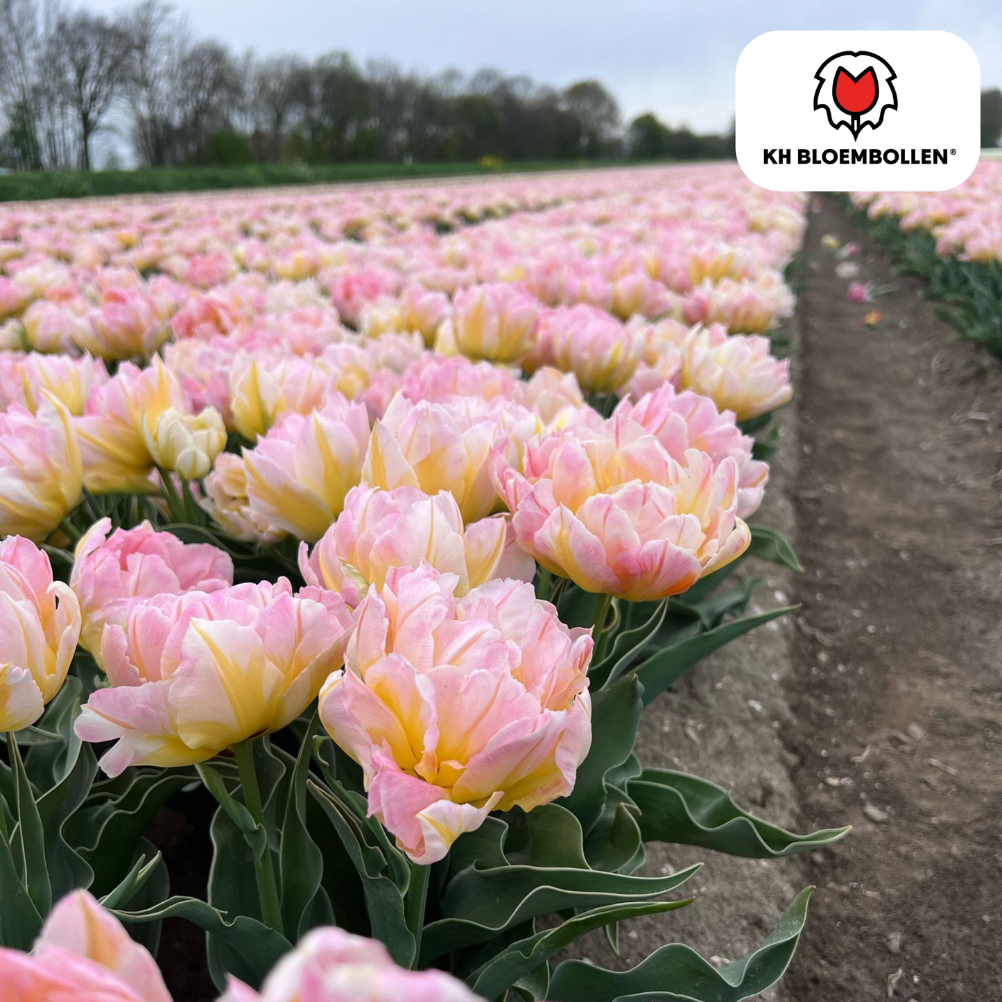 Tulpenbollen Password – 20 Stuks | KH Bloembollen® | Roze Dubbelbloemige Tulp – Vol, Zacht & Romantisch – Voor Tuin of Pot – Maat 11/12 – Vers van de Teler
