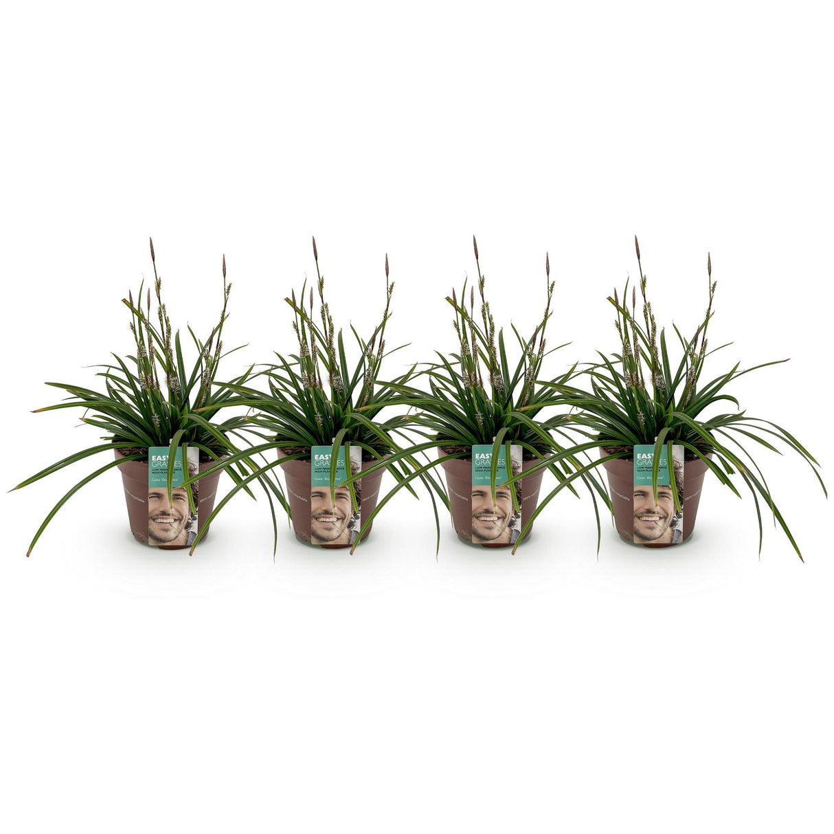 Siergrassen - Carex morrowii Irish Green - Groen & Geel - 4 Planten - Bladhoudend - Weinig Onderhoud - Pot 17cm Hoogte 50cm