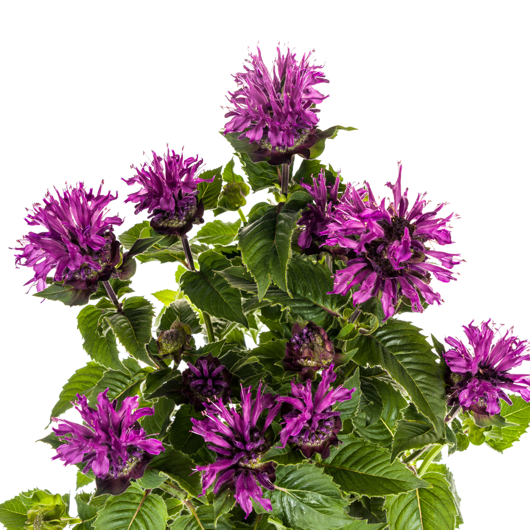 Monarda Didyma Lila Ø19cm - ↕45 - 60cm