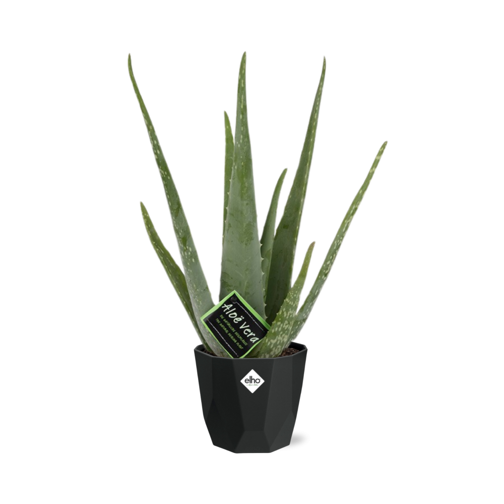 Aloe Vera 12cm in 14cm b.for rock living black