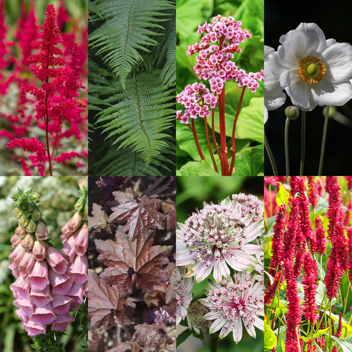 Borderpakket - Schaduw - 24 Vaste planten - 3 m2 - Diversen kleuren - Weinig Onderhoud - Pot 11cm