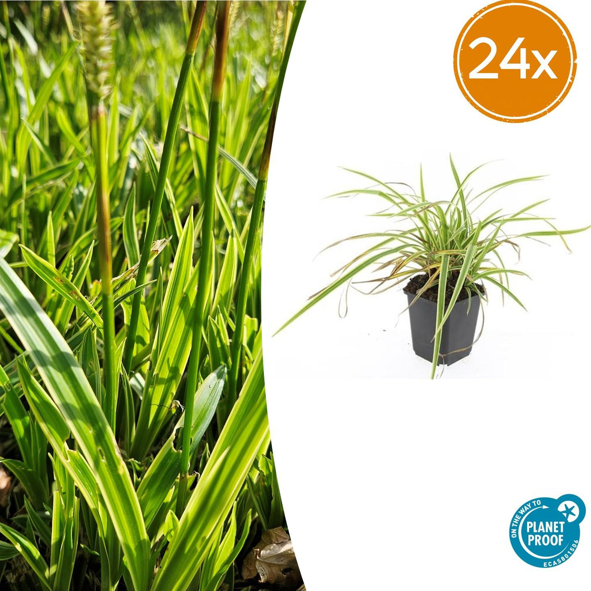 24x Carex morrowii 'Aureovariegata' - ↕10-25cm - Ø9cm