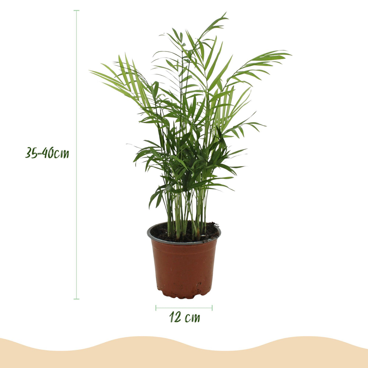 Chamaedorea elegans - Goudpalm - Huisdiervriendelijke Plant - Groen - 1 Plant - met Potter Wit - Pot 12cm - Hoogte 15cm