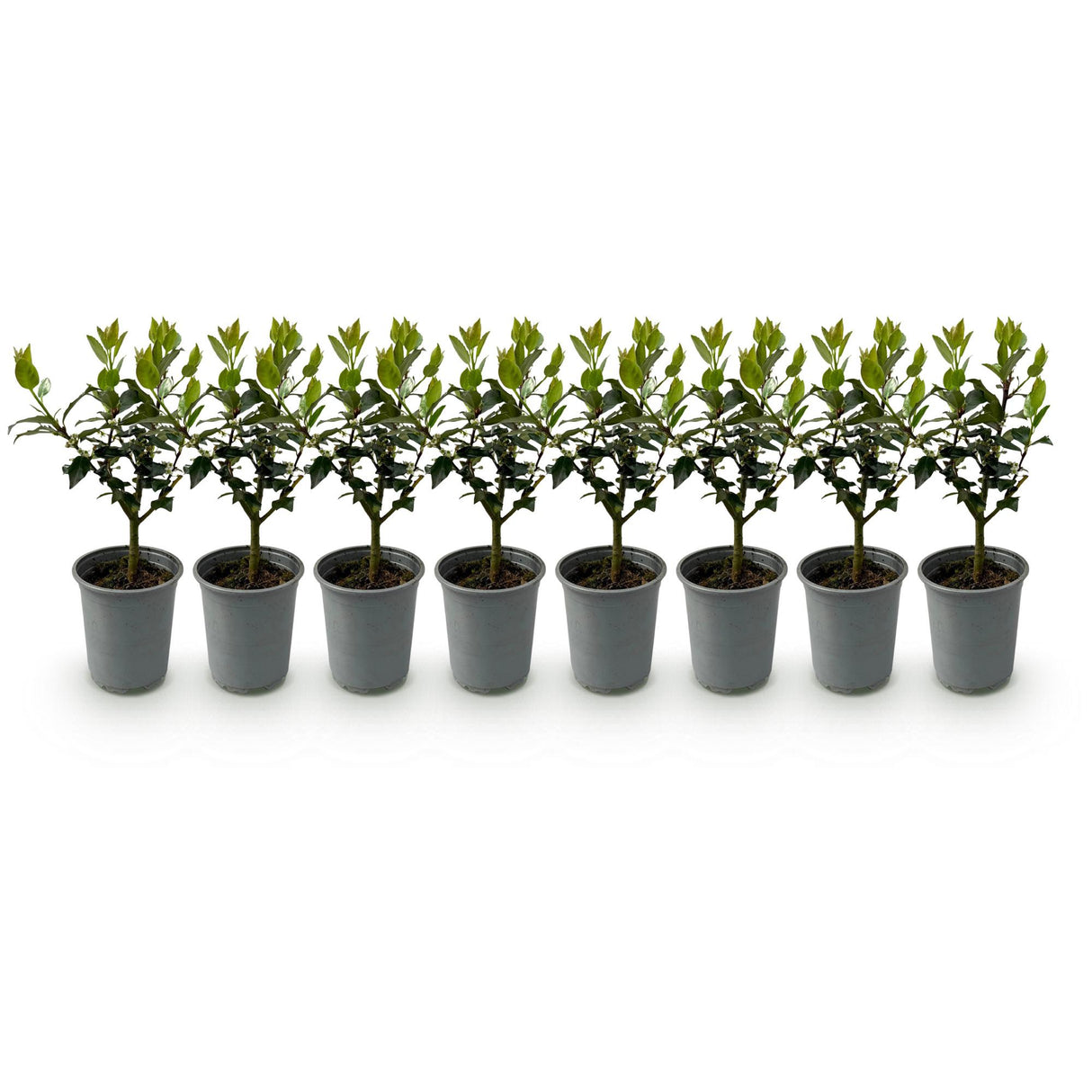 Green boutiQ - Haagplanten - Ilex Blue maid- blad groen - 8 planten - 1 strekkende meter - groenblijvend - pot 9cm hoogte 25-30cm