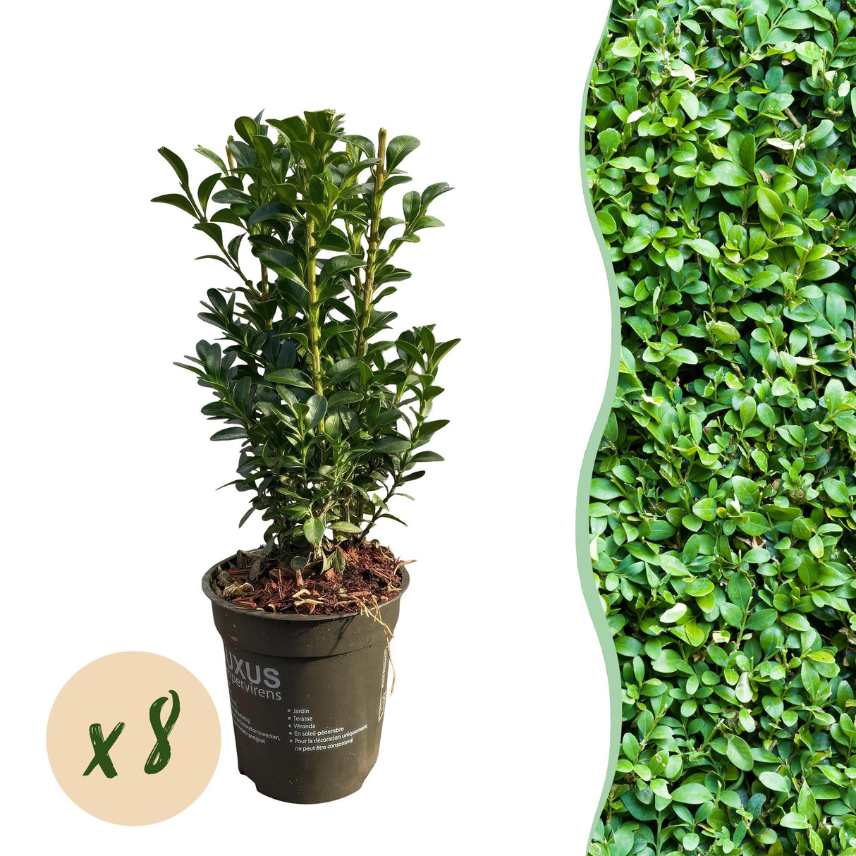 Green boutiQ - Haagplanten - Buxus sempervirens - blad groen - 8 planten - 1 strekkende meter - groenblijvend - pot 9cm hoogte 20-25cm