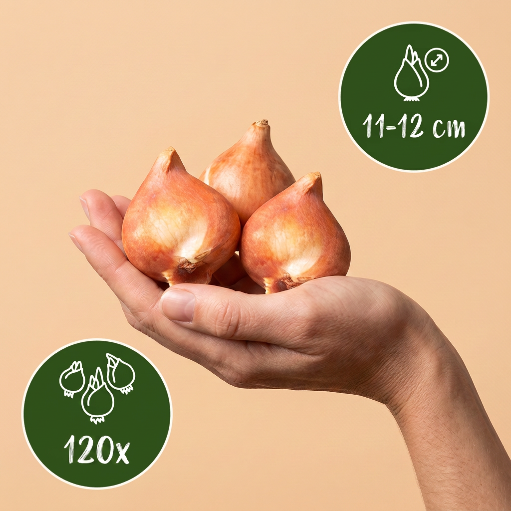 120x Tulipa Triumph White - Triomftulp - Wit - Voorjaarsbloeier - Bolmaat 11/12