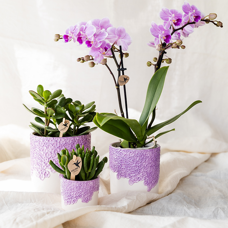 Plantenset Bloom Purple | Paarse Vienna orchidee + groene planten incl. sierpotten
