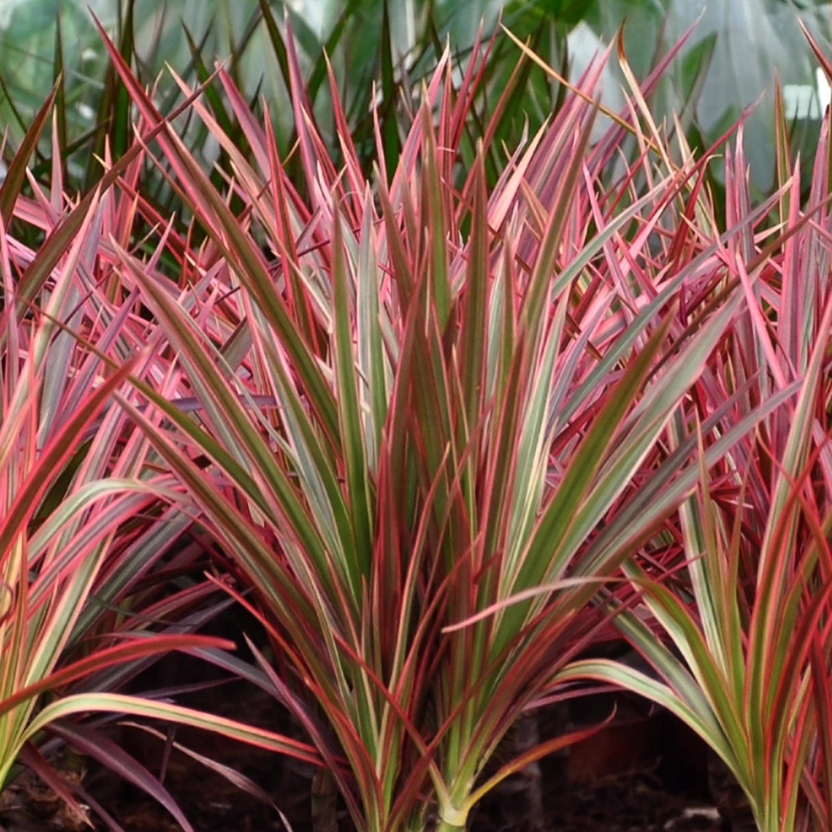 Dracaena Magenta - Drakenbloedboom - Weinig onderhoud - Groen - 1 Plant - met Potter Wit - Pot 21cm - Hoogte 90-100cm