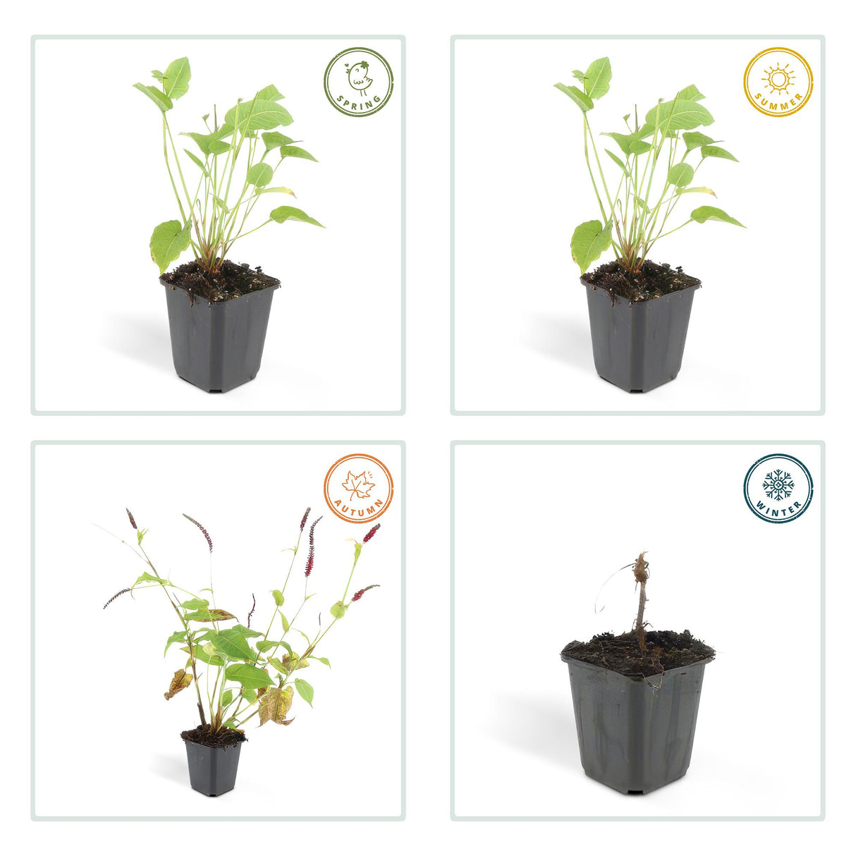 12x Persicaria amplexicaulis - ↕10-25cm - Ø9cm