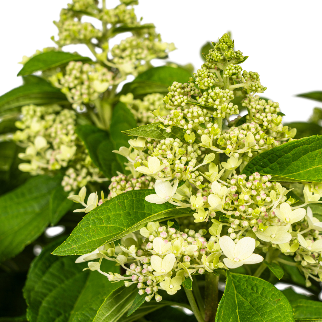 Hydrangea Paniculata Weiß Ø24cm - ↕70cm - Ø80cm