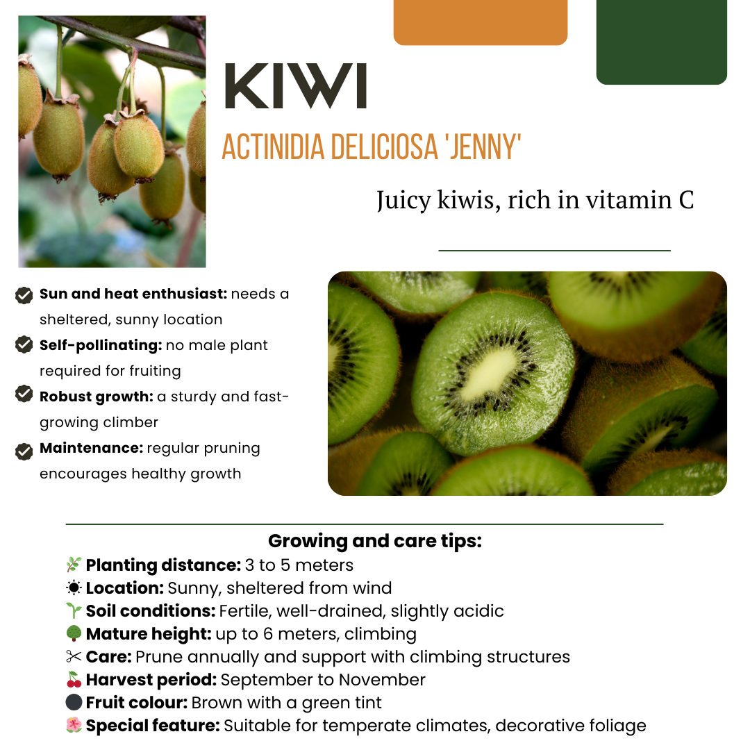 "Zomervruchten" BIO Fruitplanten mix set van 4 verschillende soorten