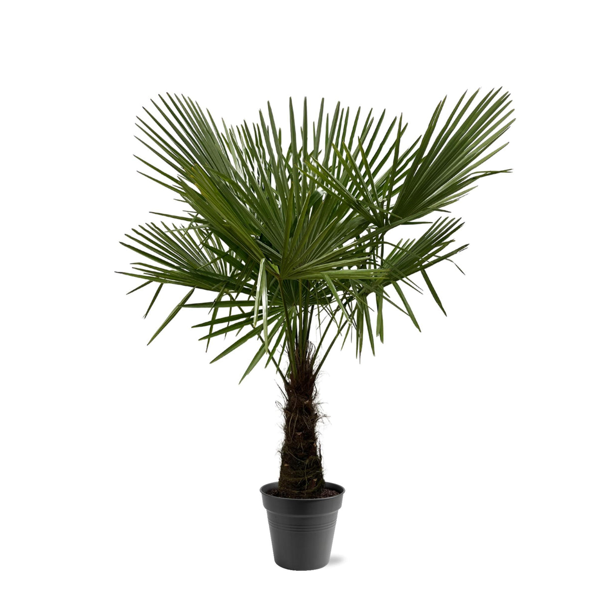 Trachycarpus Fortuneii - 160-180cm - Ø30