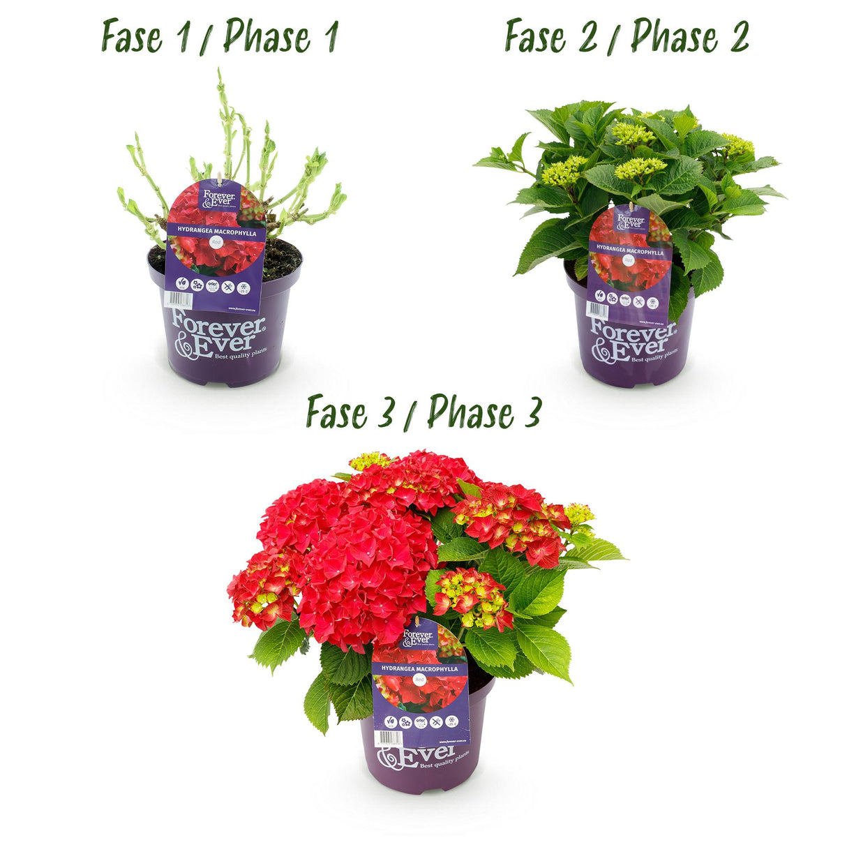 Hortensia - Hydrangea Forever & Ever - Rood - 7-12 Bloemen - Pot 23cm Hoogte 55cm