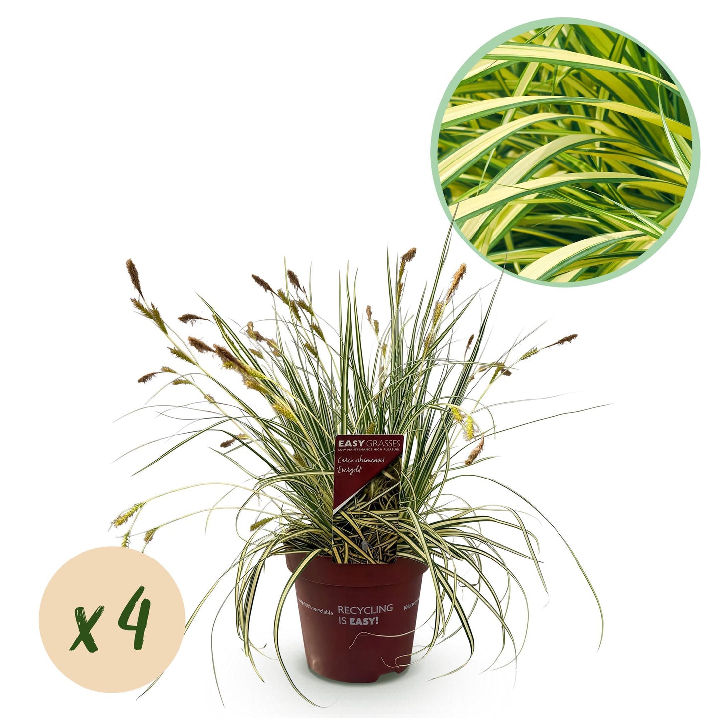 Green boutiQ - Siergrassen - Carex oshimensis Evergold - Geel & Groen - 4 Planten - Bladhoudend - Weinig Onderhoud - Pot 17cm Hoogte 50cm